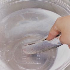 圧力鍋に、左頭の向きになるようにいわしを並べ、酒、はちみつを加え、梅干しはちぎって種も一緒に入れる。しょうがは薄切りにして一緒に入れる。	