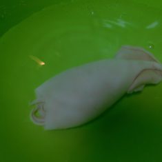 塩丸イカは水に1時間ほどつけて、塩抜きする。（流水の場合は30分程）