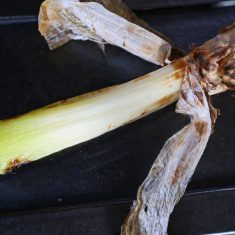 しっかり焦げ目がつくまで焼く。中まで火が通ったら。外側の皮を一枚はがして根の部分を切り落とす。そのまま、あるいはお好みでしおを付けていただく。
