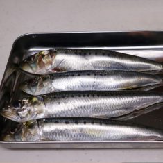 いわしは頭と腹わたをとってボウルにためた塩水(塩分3%)で洗い、水気をしっかり拭き取る。