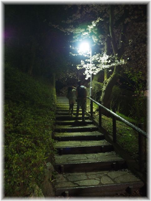 近所の公園の夜桜