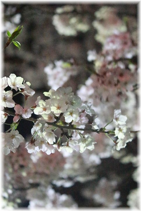 近所の公園の夜桜