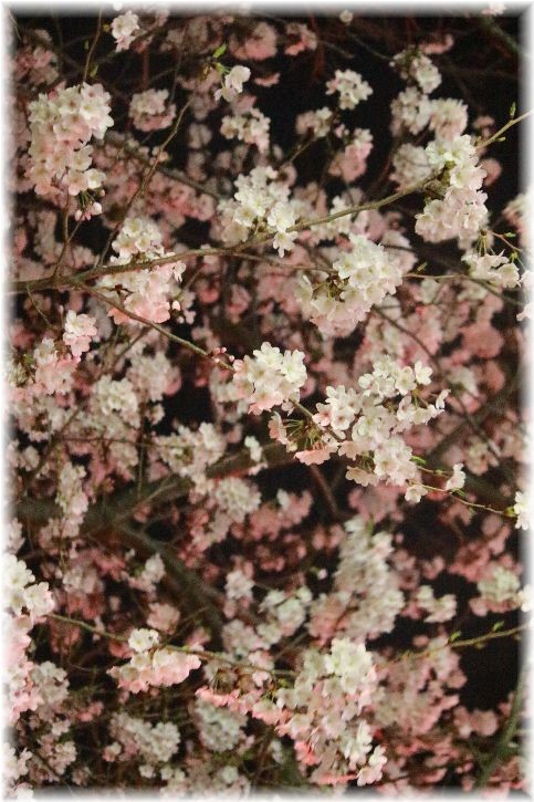 近所の公園の夜桜