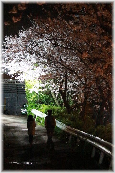 近所の公園の夜桜