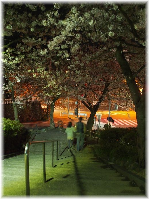 近所の公園の夜桜