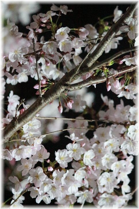 近所の公園の夜桜