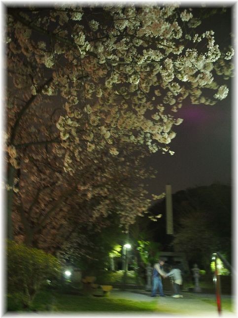 近所の公園の夜桜