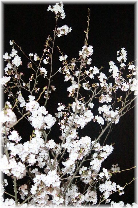 近所の公園の夜桜