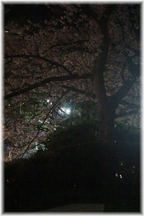 近所の公園の夜桜