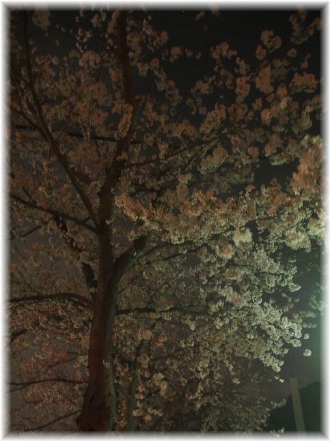 近所の公園の夜桜